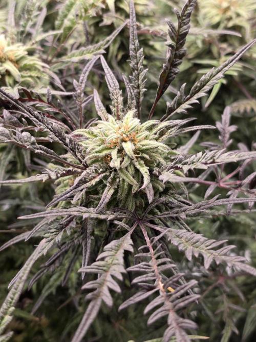 Frostys Purple Freak - Khalifa Genetics. Week 19