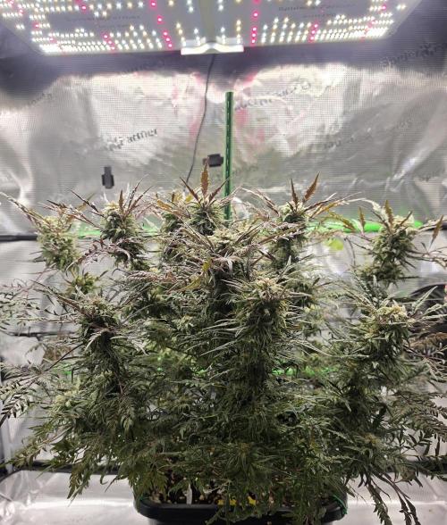 Frostys Purple Freak - Khalifa Genetics. Week 19