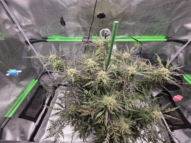 Frostys Purple Freak - Khalifa Genetics. Week 19