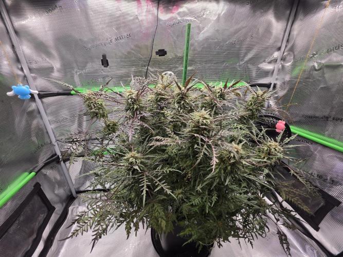Frostys Purple Freak - Khalifa Genetics. Week 19