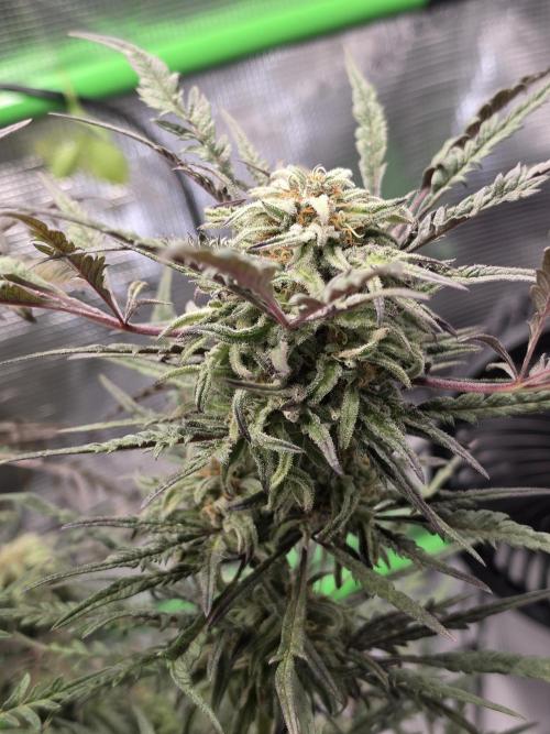 Frostys Purple Freak - Khalifa Genetics. Week 19