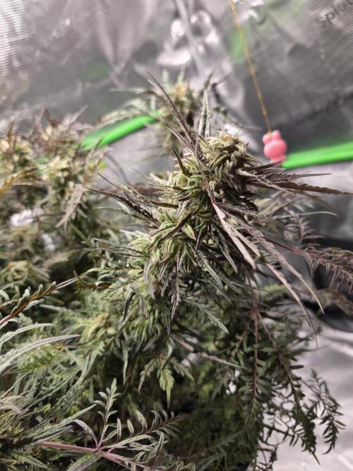 Frostys Purple Freak - Khalifa Genetics. Week 20