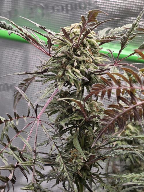 Frostys Purple Freak - Khalifa Genetics. Week 20