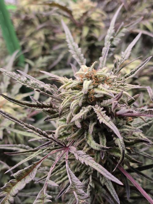 Frostys Purple Freak - Khalifa Genetics. Week 20