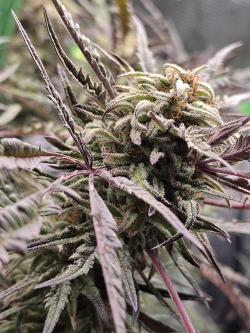 Frostys Purple Freak - Khalifa Genetics. Week 20