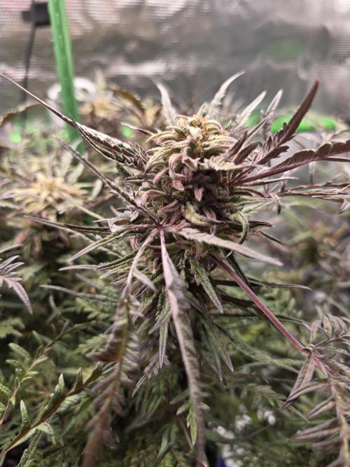 Frostys Purple Freak - Khalifa Genetics. Week 20