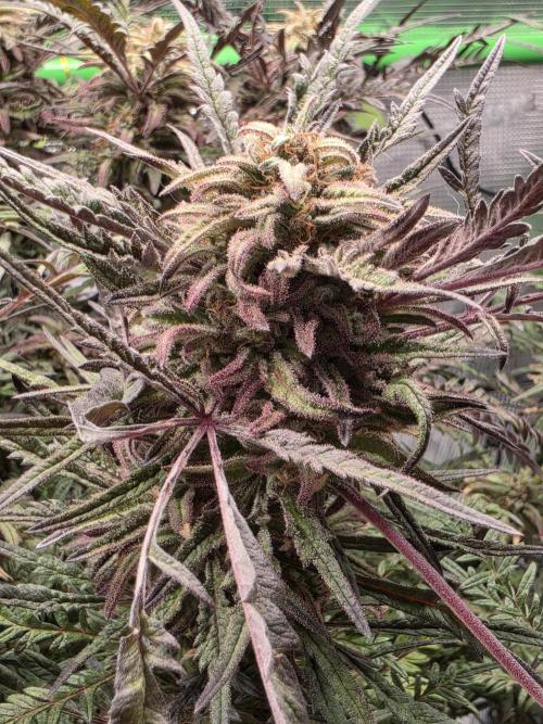 Frostys Purple Freak - Khalifa Genetics. Week 20