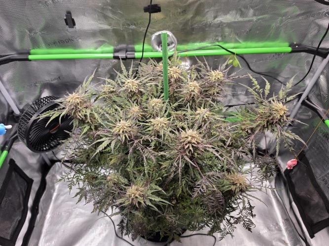 Frostys Purple Freak - Khalifa Genetics. Week 20