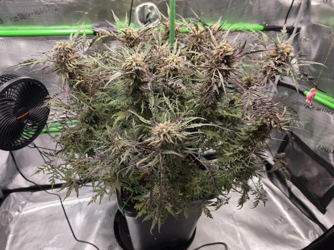 Frostys Purple Freak - Khalifa Genetics. Week 20