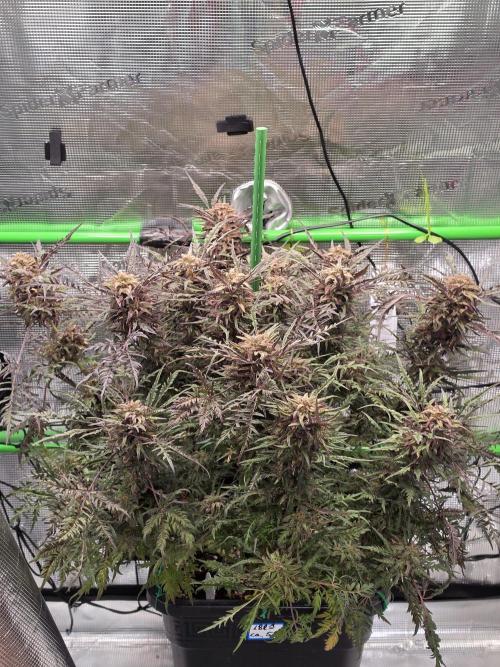Frostys Purple Freak - Khalifa Genetics. Week 21