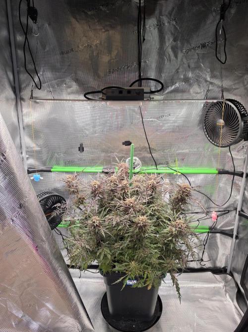 Frostys Purple Freak - Khalifa Genetics. Week 21
