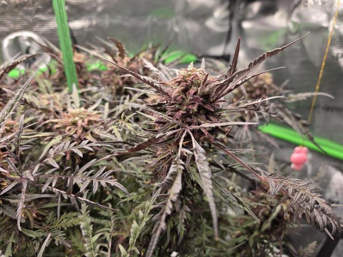 Frostys Purple Freak - Khalifa Genetics. Week 21