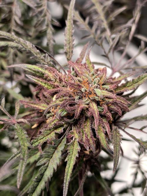 Frostys Purple Freak - Khalifa Genetics. Week 21