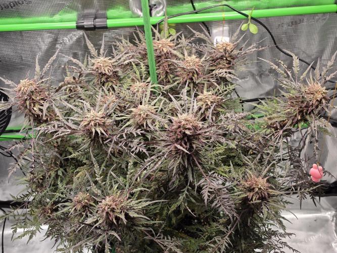 Frostys Purple Freak - Khalifa Genetics. Week 21