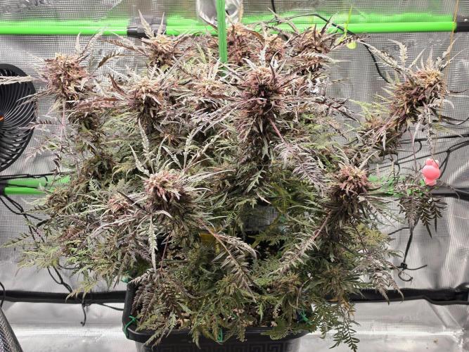 Frostys Purple Freak - Khalifa Genetics. Week 21
