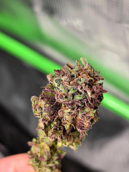 Frostys Purple Freak - Khalifa Genetics. Week 21