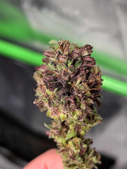 Frostys Purple Freak - Khalifa Genetics. Week 21