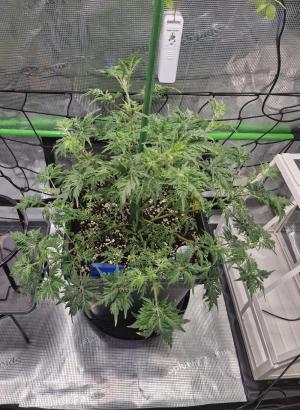 Comment by StellarCannaArtistry photo #1