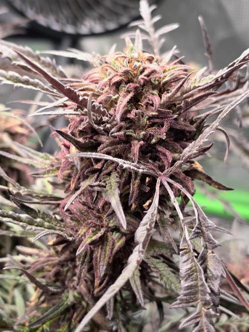 Frostys Purple Freak - Khalifa Genetics. Week 22