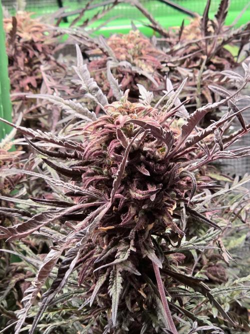 Frostys Purple Freak - Khalifa Genetics. Week 22