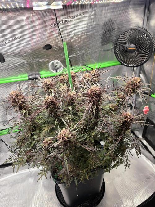 Frostys Purple Freak - Khalifa Genetics. Week 22