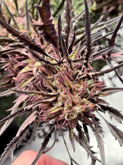 Frostys Purple Freak - Khalifa Genetics. Week 22