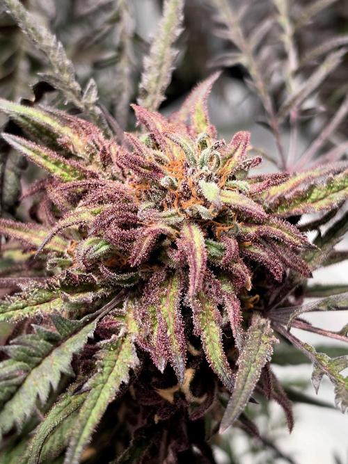 Frostys Purple Freak - Khalifa Genetics. Week 22