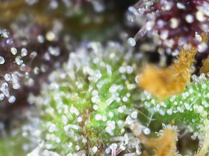 Frostys Purple Freak - Khalifa Genetics. Week 22