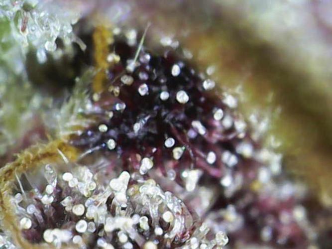 Frostys Purple Freak - Khalifa Genetics. Week 22