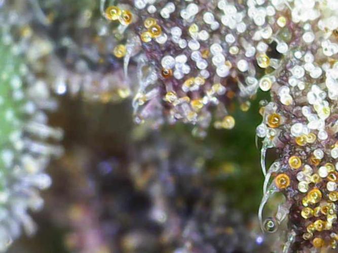 Frostys Purple Freak - Khalifa Genetics. Week 22