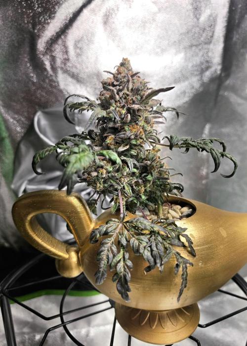 Frosty’s Auto Freak Grow Contest. Week 12