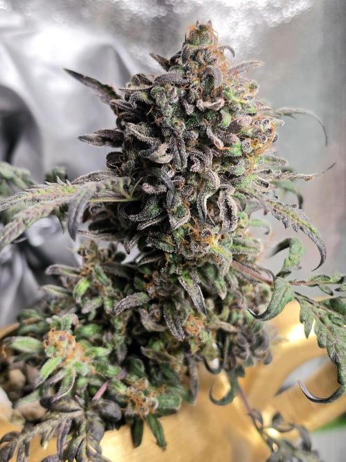 Frosty’s Auto Freak Grow Contest. Week 12