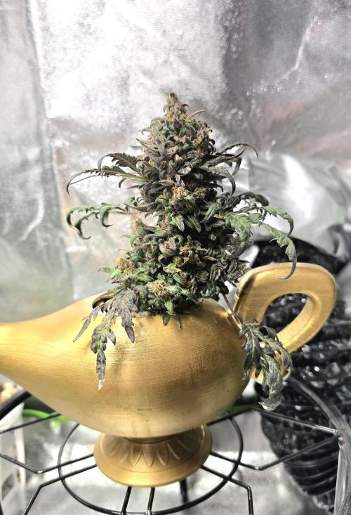 Frosty’s Auto Freak Grow Contest. Week 12