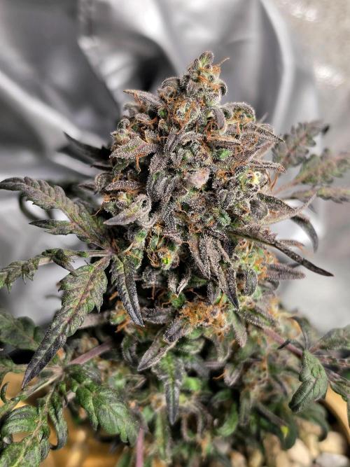 Frosty’s Auto Freak Grow Contest. Week 12