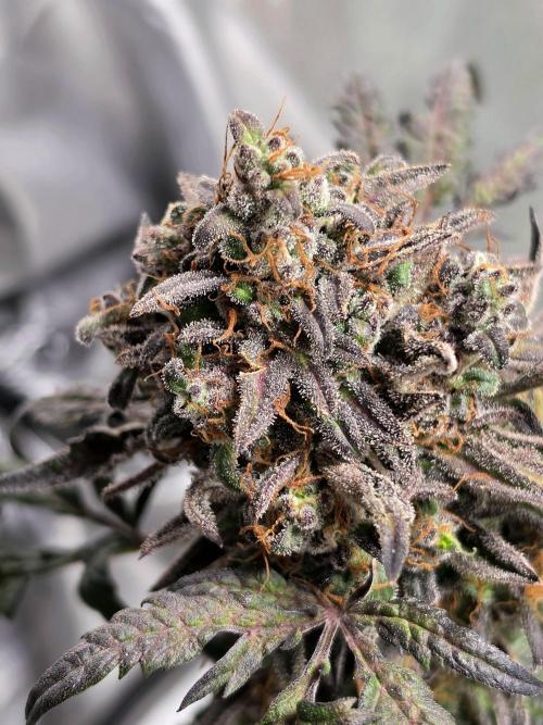 Frosty’s Auto Freak Grow Contest. Week 12