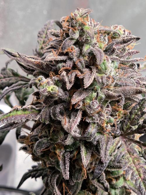 Frosty’s Auto Freak Grow Contest. Week 12