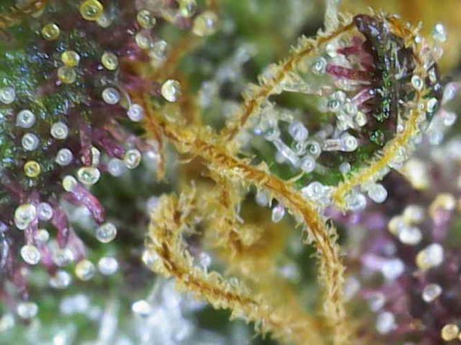 Frosty’s Auto Freak Grow Contest. Week 12