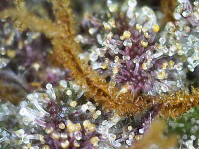 Frosty’s Auto Freak Grow Contest. Week 12