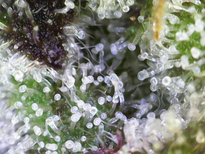 Frosty’s Auto Freak Grow Contest. Week 12