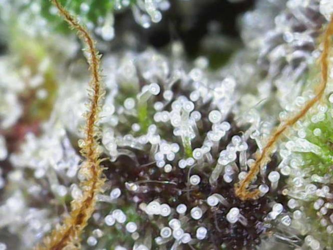 Frosty’s Auto Freak Grow Contest. Week 12