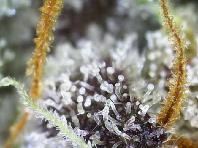 Frosty’s Auto Freak Grow Contest. Week 12