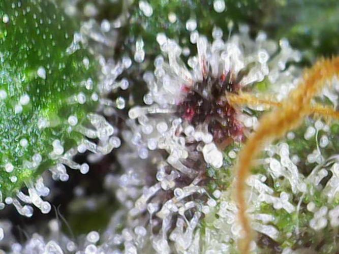 Frosty’s Auto Freak Grow Contest. Week 12