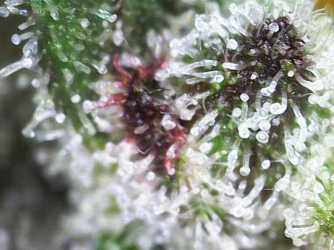 Frosty’s Auto Freak Grow Contest. Week 12