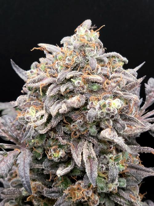 Frosty’s Auto Freak Grow Contest. Week 13