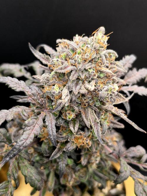 Frosty’s Auto Freak Grow Contest. Week 13