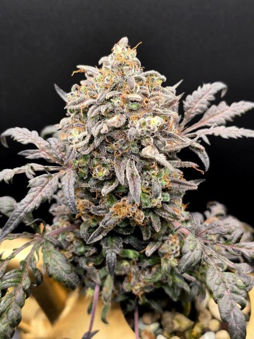 Frosty’s Auto Freak Grow Contest. Week 13