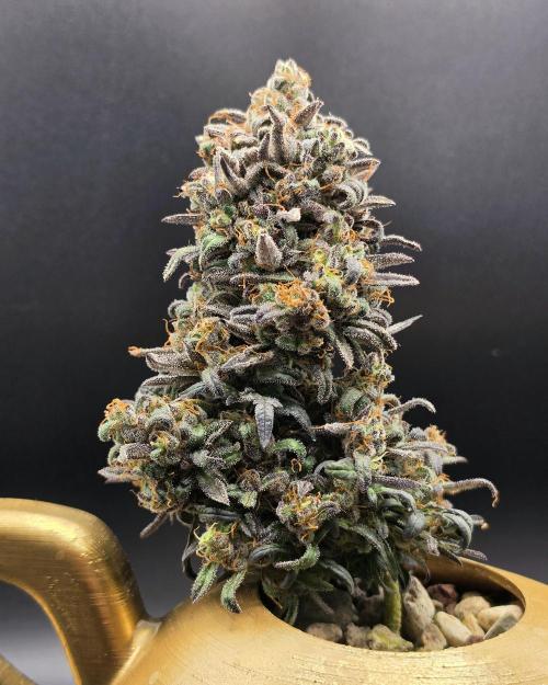 Frosty’s Auto Freak Grow Contest. Week 13