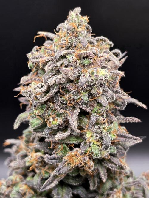 Frosty’s Auto Freak Grow Contest. Week 13