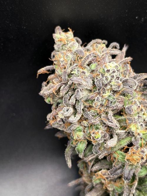 Frosty’s Auto Freak Grow Contest. Week 13
