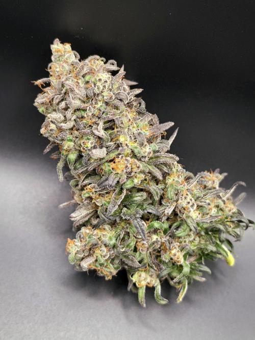 Frosty’s Auto Freak . Week 13